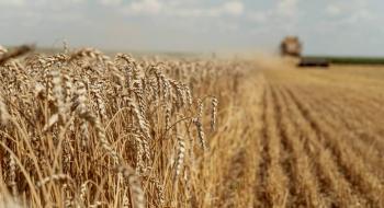 Гаряча суха погода протягом 2 тижнів вдарила по врожаю пшениці в Індії - огляд іноземних ЗМІ 28.02-1.03.2023 Рис.1