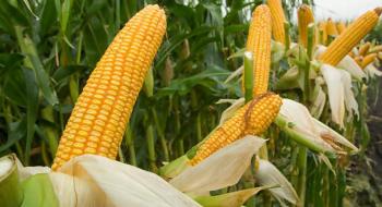 Китай нарощує імпорт кукурудзи, що може посилити попит на українську кукурудзу Рис.1