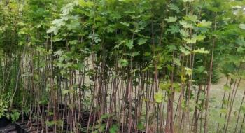 На Волині відкриють насіннєво-селекційний завод з вирощування саджанців дерев Рис.1