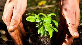 Садівництво допомагає уникнути психологічних захворювань – дослідження Рис.1