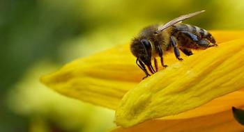 У Мінагрополітики напрацьовують рекомендації для майбутнього законопроекту про бджільництво Рис.1