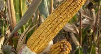 Україна ще не зібрала 5% урожаю кукурудзи, але вже почала нову сівбу Рис.1
