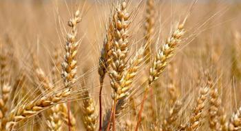 Україна у лютому експортувала понад 5,2 млн т зерна Рис.1