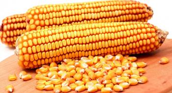 Україна відправила на експорт 20 млн т кукурудзи Рис.1