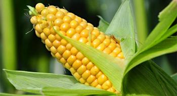 Українська кукурудза дешевшає в напрямку західного кордону Рис.1