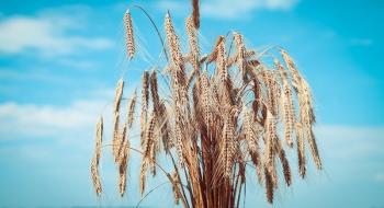 Урожай пшениці сягне другого в історії найвищого показника,- ФАО Рис.1