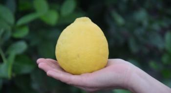 В ботанічному саду Запоріжжя зібрали врожай лимонів Рис.1