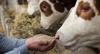 В Україні запрацюють нові правила виробництва лікувальних кормів Рис.1