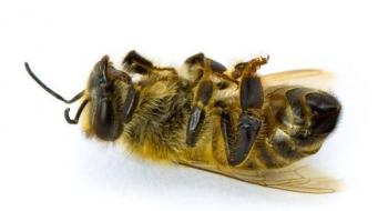 Вчені з’ясували чому бджолині сім’ї зазнають великих втрат взимку Рис.1