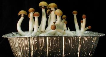 Використовуватимуть міцелій як материнську плату ПК: учені знайшли нове застосування грибам Рис.1