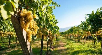 Виноробна галузь дає до 10 тис. робочих місць на селі Рис.1