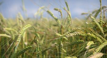 ЄС експортував 22,13 млн тонн м’якої пшениці в сезоні 2022/23, - огляд іноземних ЗМІ 21-22.03.2023 Рис.1