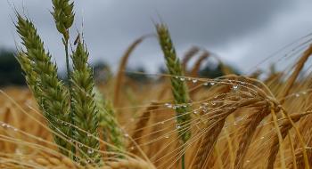 Закупівельні ціни на продовольчу пшеницю в Україні залишаються на рівні 205-210 $/т Рис.1