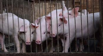 Закупівельні ціни на свинину продовжують зростати Рис.1