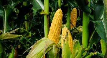Аргентина очікує відновлення виробництва пшениці та рекордний урожай кукурудзи, - огляд іноземних ЗМІ 27-28.04.2023 Рис.1