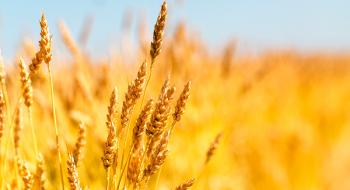ФАО прогнозує, що у 2023 р світове виробництво пшениці складе 786 млн т, що стане другим рекордом Рис.1