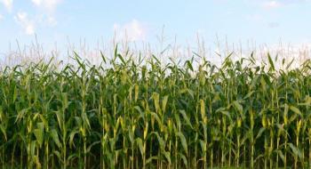 Kernel скорочує площі під кукурудзою на 40% Рис.1