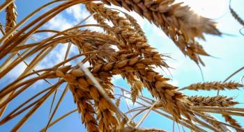 Китай є найбільшим у світі імпортером пшениці у 2022-23 роках, - огляд іноземних ЗМІ 11-13.04.2023 Рис.1