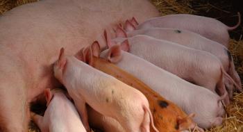 Названо найпотужніші свиногосподарства України у 2023 році Рис.1