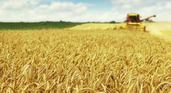 Попри зниження прогнозів виробництва пшениці в ЄС, воно може на 4% перевищити торішній показник Рис.1