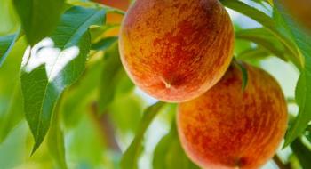 Садівник з Львівщини вирощує більше 100 сортів персика Рис.1