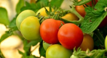 “Стійкий до посушливих умов” – в Ізраїлі вивели новий сорт томатів Рис.1