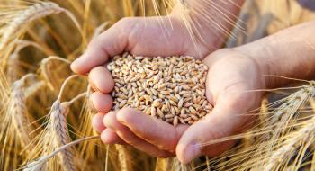 У Словаччині закрили ринок для зерна з України Рис.1