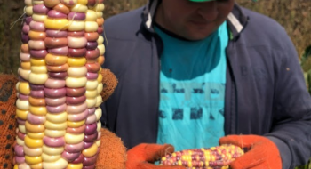 Українські селекціонери створили абсолютну світову новинку – синьо-жовту цукрову кукурудзу Рис.1