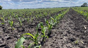 В Україні посіяно перші гектари кукурудзи Рис.1
