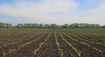 Як підготувати ґрунт до сівби кукурудзи Рис.1