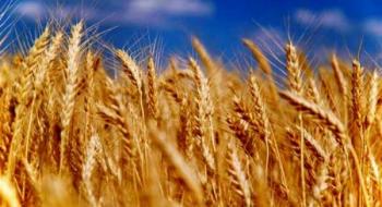 ЄС 2022/23 експортував 23,15 млн тонн м’якої пшениці, - огляд іноземних ЗМІ 04-06.04.2023 Рис.1
