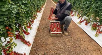 Італія: виробники винограду переходять на помідори Рис.1