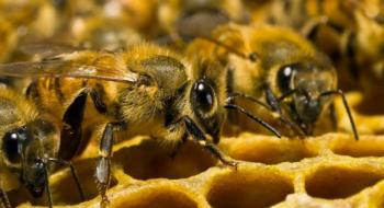 На Львівщині фіксують масову загибель бджіл – причину встановлюють у лабораторії Рис.1