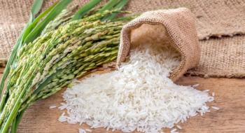 На Одещині аграрії прогнозують вдвічі більший врожай рису проти минулого року Рис.1