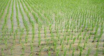 На півдні України розпочали сіяти рис Рис.1