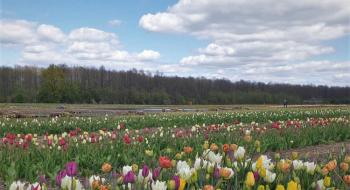 Повінь підтопила відоме тюльпанове поле Волинської Голландії Рис.1