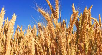 Пшеничні котирування за тиждень знизилися на 4,8-6,4% Рис.1