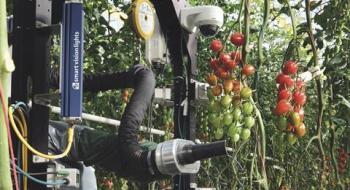 Syngenta оптимізує виробництво томатів Рис.1
