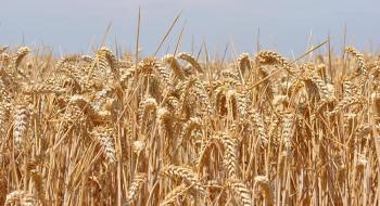 Тайвань хоче придбати близько 56 тис. тонн пшениці американського походження, - огляд іноземних ЗМІ 20-22.05.2023 Рис.1