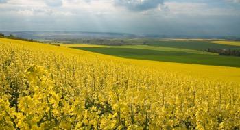 В Україні ціни на ріпак залишаються на низькому рівні 320-330 $/т Рис.1