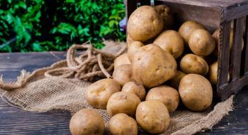 В Україні починає діяти національний стандарт якості картоплі Рис.1