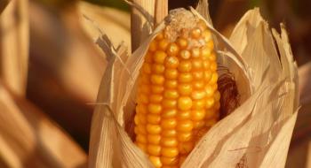 Виробник на Вінниччині розраховує отримати 100 ц/га кукурудзи Рис.1