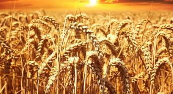 Єгипет відстрочує платежі за імпорт пшениці на тлі валютної кризи, - огляд іноземних ЗМІ 25-26.05.2023 Рис.1