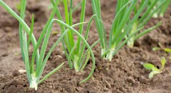 Аграрії Одещини намагаються виростити максимальний врожай цибулі Рис.1