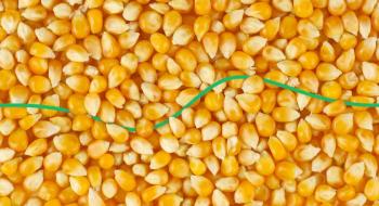 Ціни на кукурудзу залишаються під тиском завершення сівби й спеки у США та опадів в Бразилії Рис.1