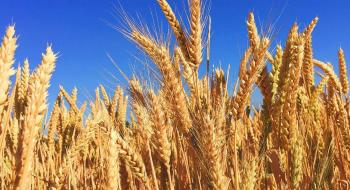 Ціни на пшеницю відновлюються на тлі активізації попиту та зниження прогнозів урожаю Рис.1