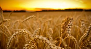Ціни на пшеницю знову впали на 2,2-4,8% Рис.1