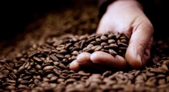 Дослідники на крок наблизилися до вирощування кавових зерен без кофеїну Рис.1