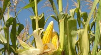 Експерти USDA підвищили прогноз виробництва кукурудзи у 2023/24 МР до рекордного рівня Рис.1