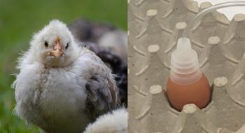 Науковці навчились визначати за запахом стать курчат у яйці Рис.1